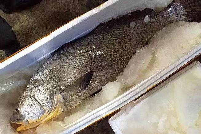 赤嘴鳘 石首鱼科鮸鱼属动物