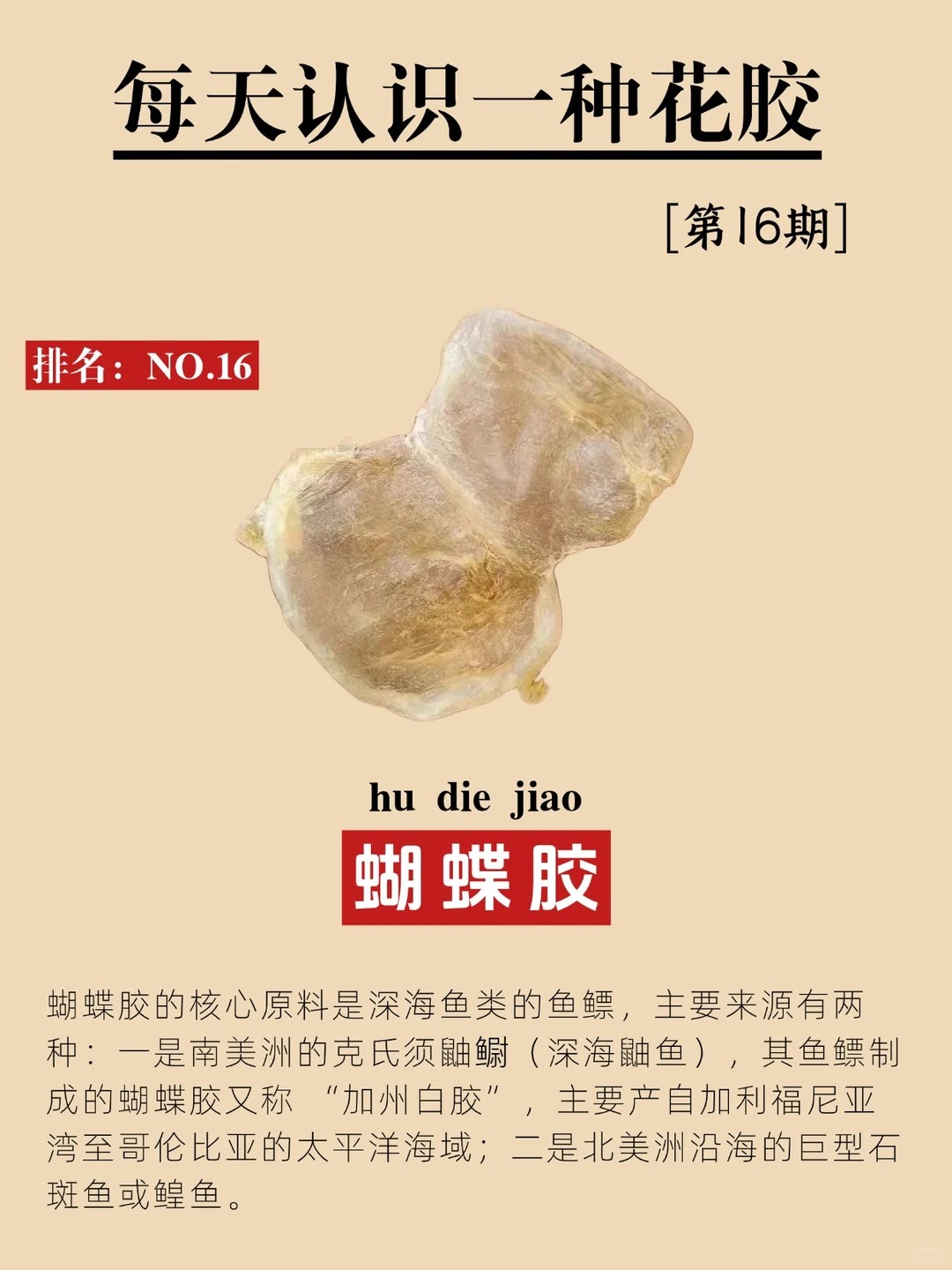 每天认识一种鱼胶：蝴蝶胶