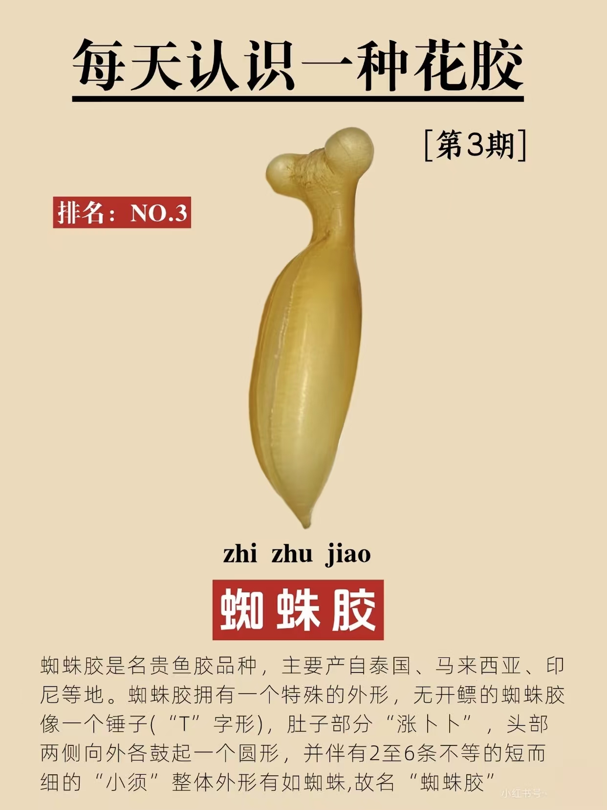 每天认识一种花胶：蜘蛛胶 今天来认识第三种胶，蜘蛛胶. 蜘蛛胶的产地分布与鱼种小鳞波曼石首