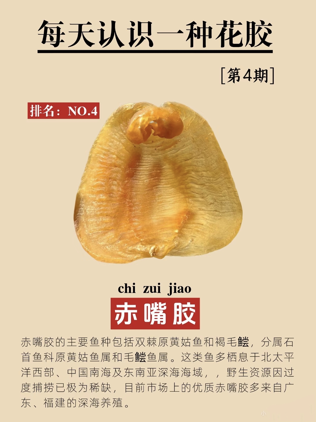 鱼胶怎么选？赤嘴鱼胶全解析 今天来给大家介绍目前市场上公认最复杂的鱼胶品类 ——“赤嘴鱼胶