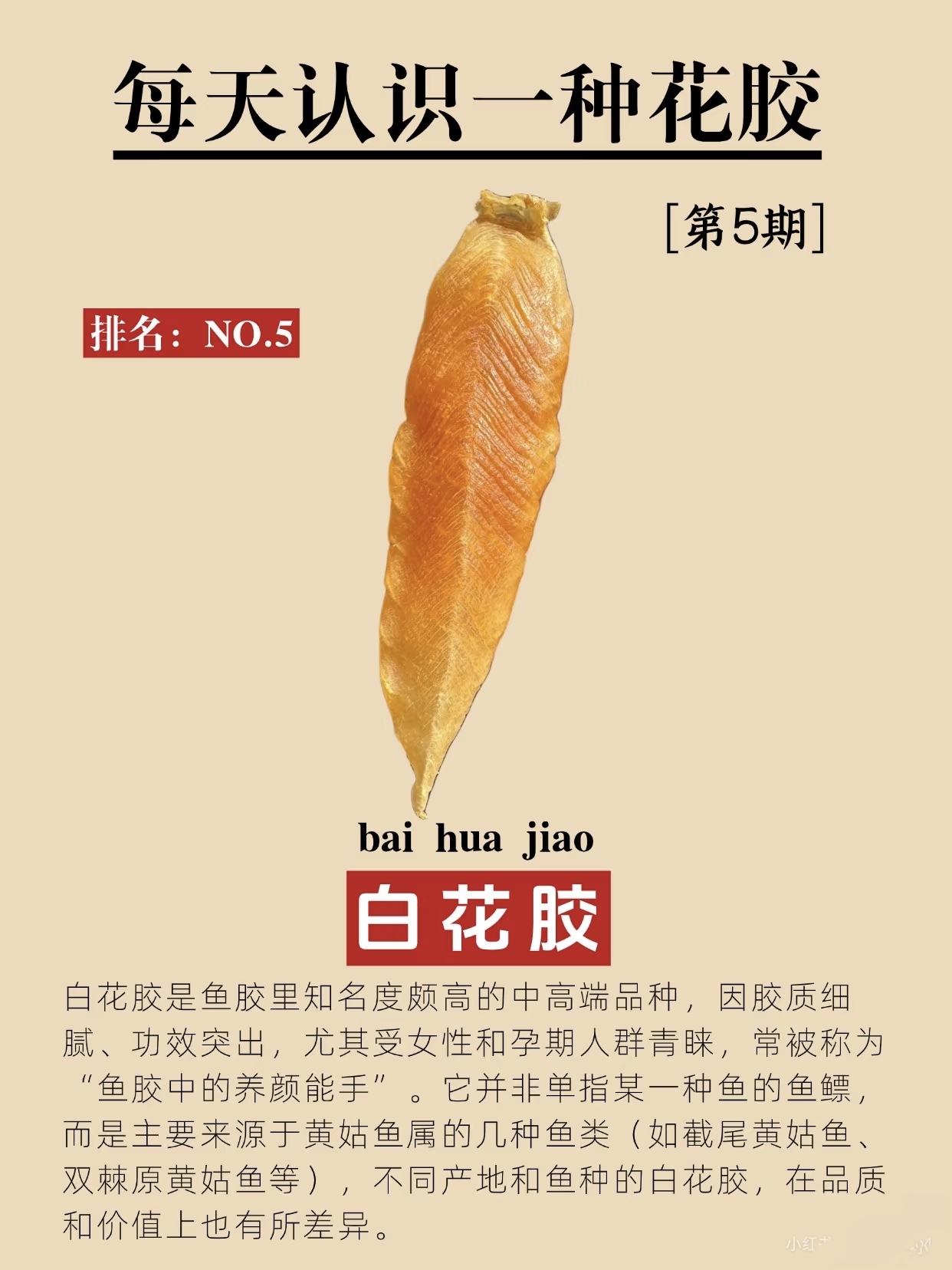 鱼胶怎么选？白花胶为何是五大名胶？ 