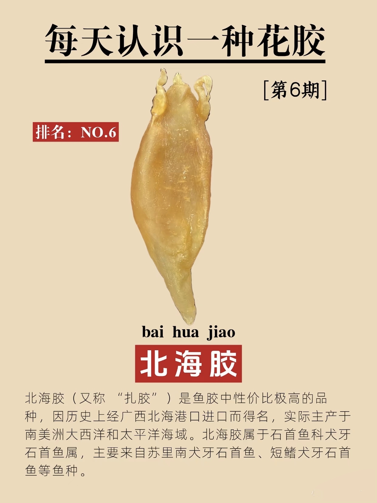 鱼胶怎么选？北海胶选购指南 