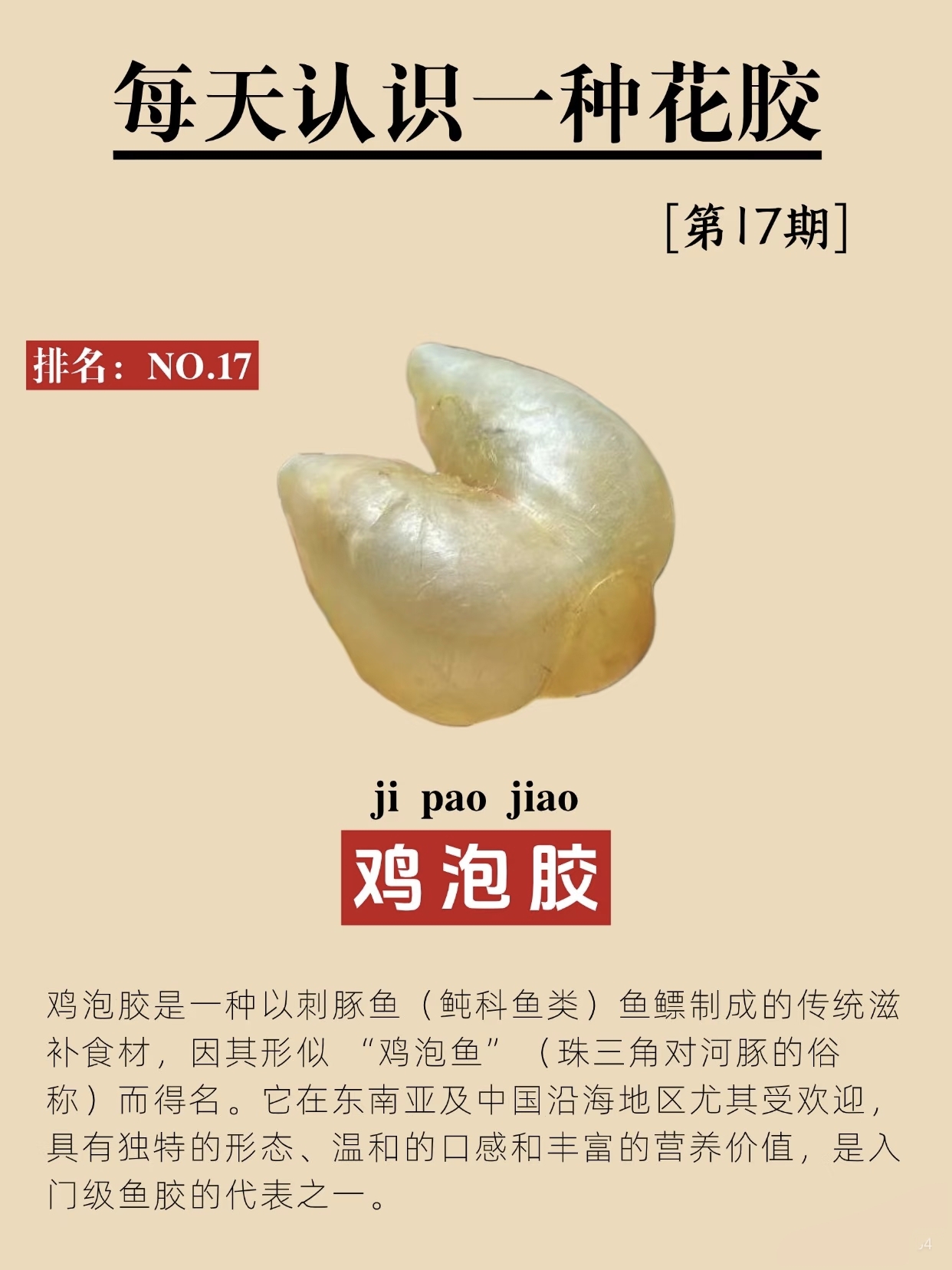 每天认识一种鱼胶：一秒教你认识鸡泡胶！